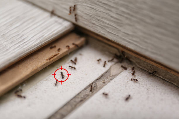 Best Affordable Exterminators  in Syracuse, NE