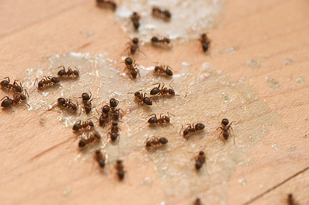Best Pest Control Near Me  in Syracuse, NE